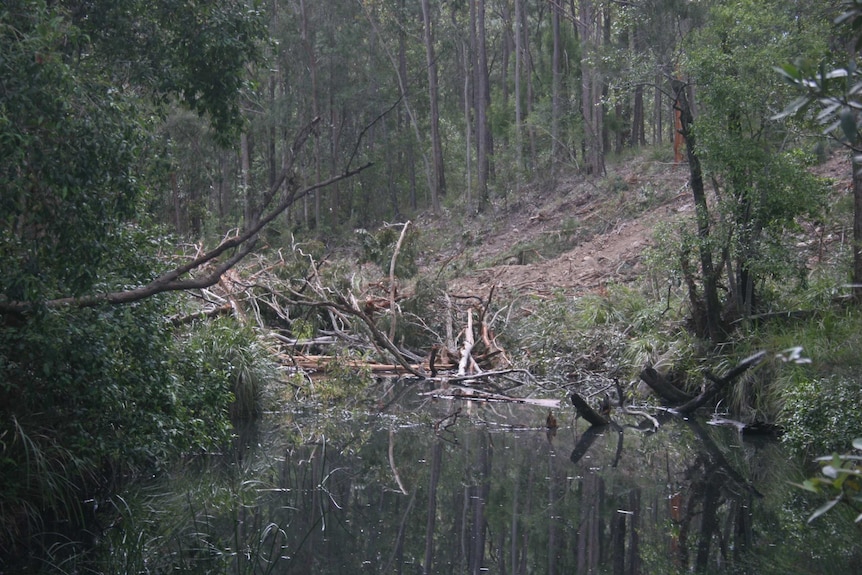 Fallen trees lie in Nanabah Creek.