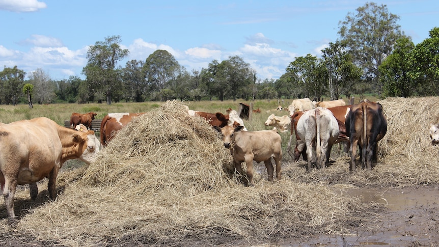 Brown and white cattle eating bales of fodder.