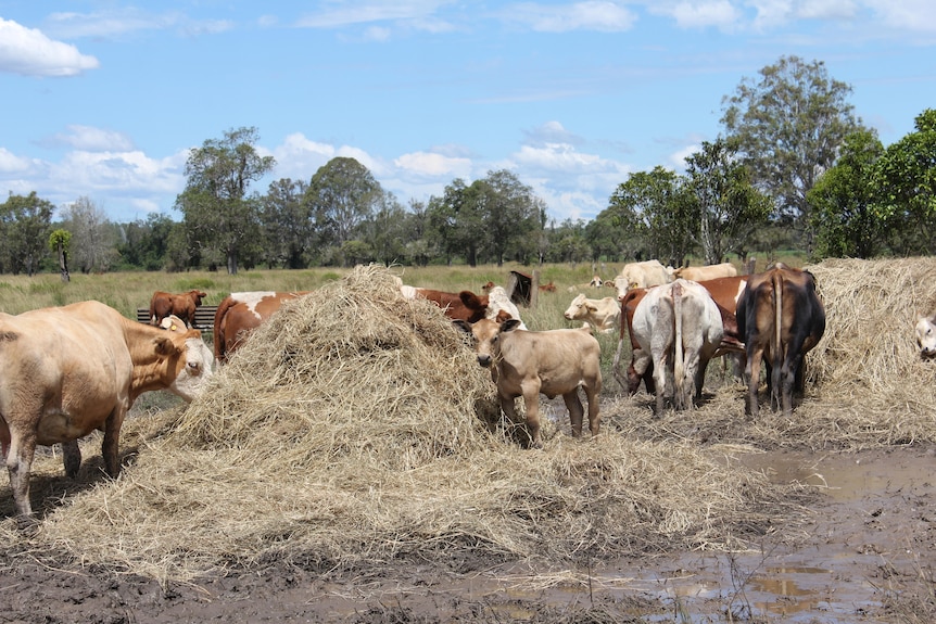 Brown and white cattle eating bales of fodder.