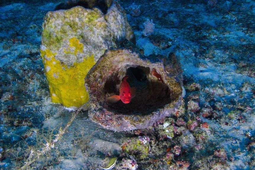 A red fish swims among coral in the Amazon reef