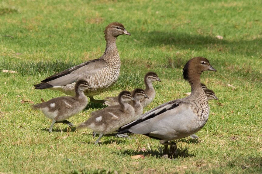 Two adult ducks and four ducklings stand on a grass field