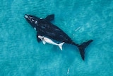 whale swimming with white calf whale in blue ocean