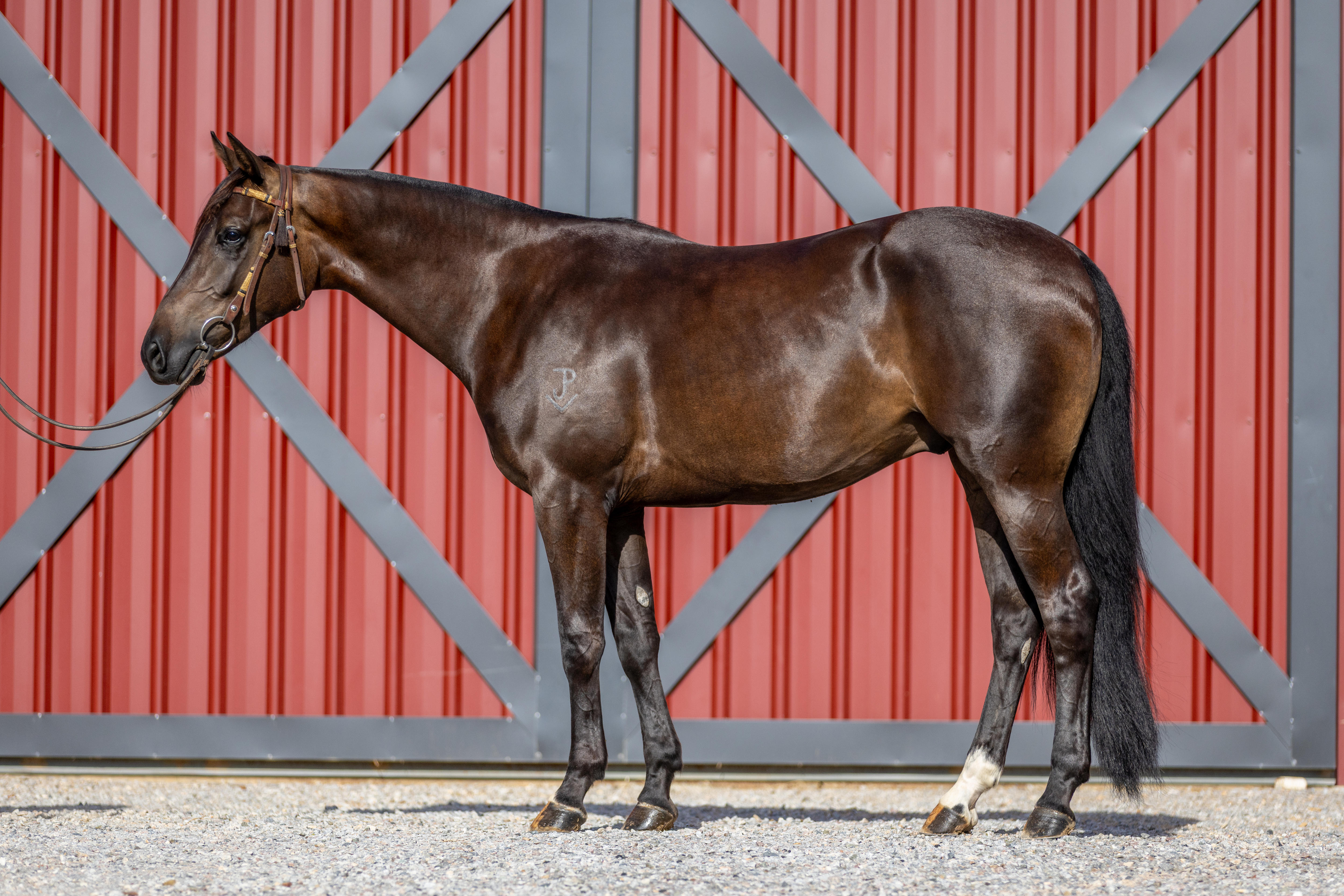 Um cavalo baio fica ao lado de um celeiro vermelho.