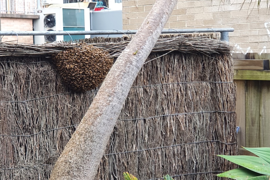 A large ball of bees huddled on a wooden fence.