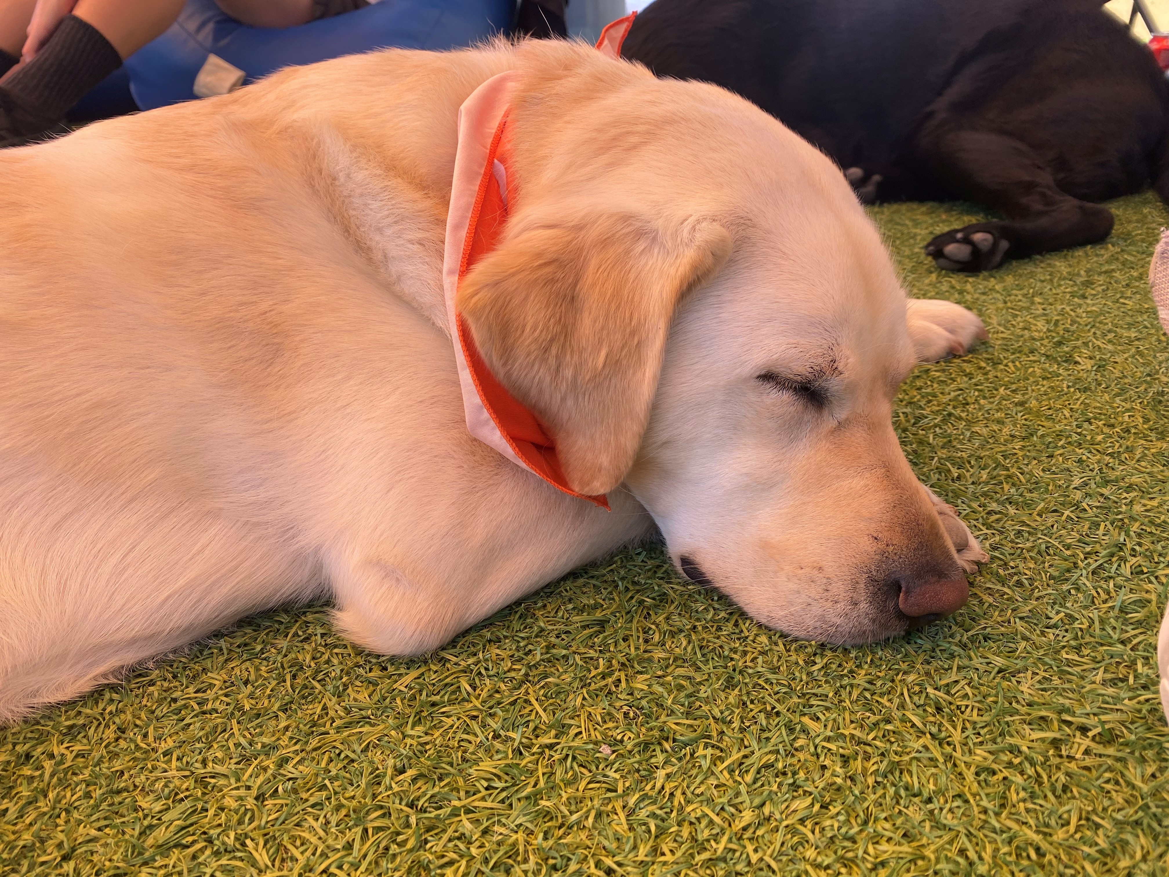 A golden retriever sleeps