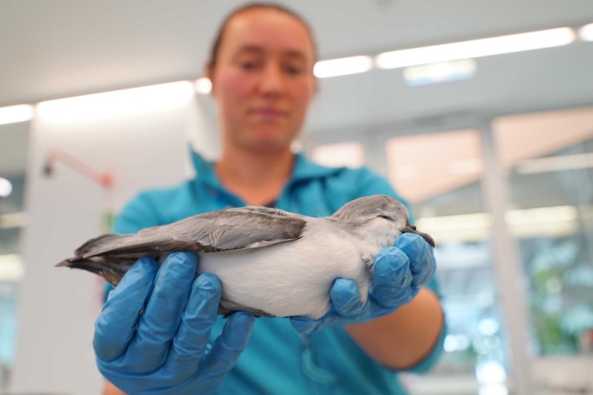 Woman holding a dead bird.