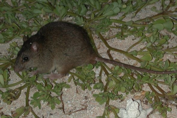 A Bramble Cay melomys.