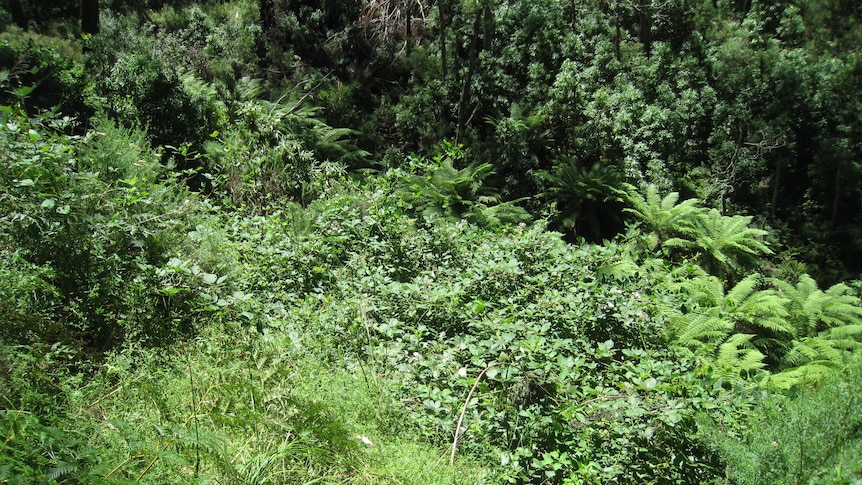 This before photo shows blackberry bushes overpowering native vegetation in Namadgi National Park.