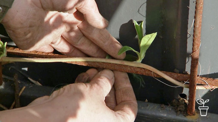 Hands tying plant stem along wire frame