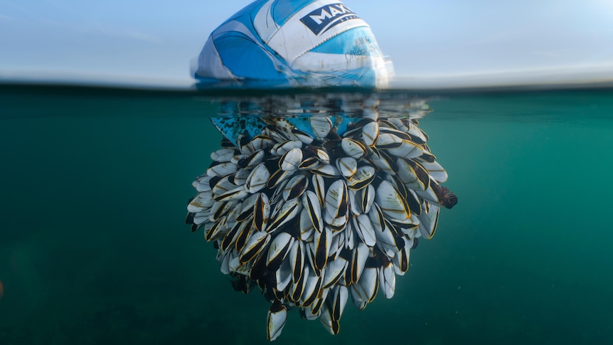 A soccer ball floating in the water with a whole lot of barnacles attached underneath