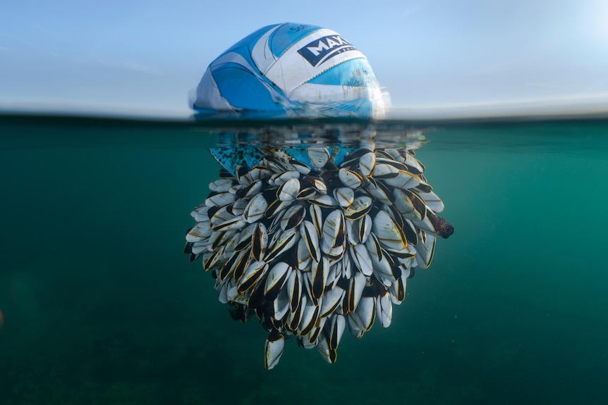 A soccer ball floating in the water with a whole lot of barnacles attached underneath