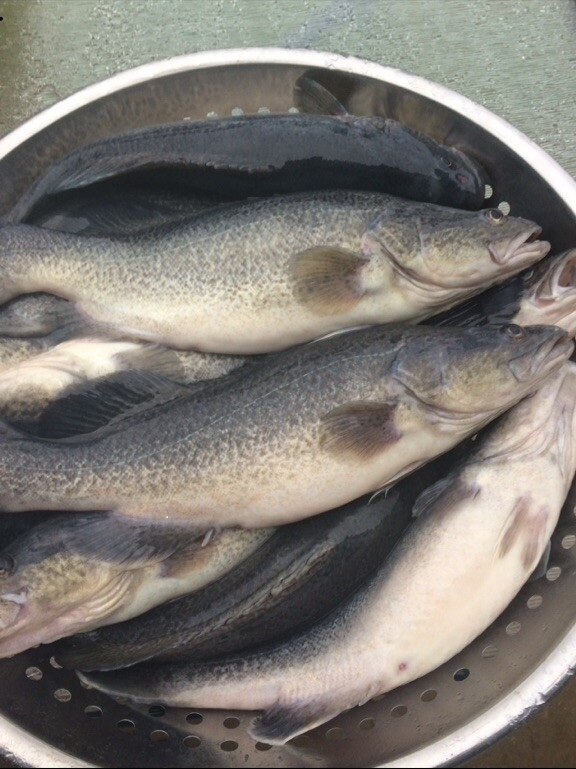 Growers and chefs prepare to get more farmed Murray cod on the menu