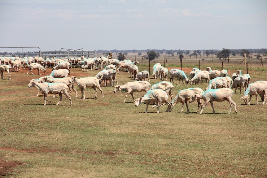 Shorn sheep in a field.
