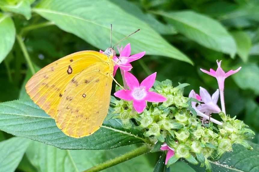 Yellow butterfly sits on pink flower sounded by greenery