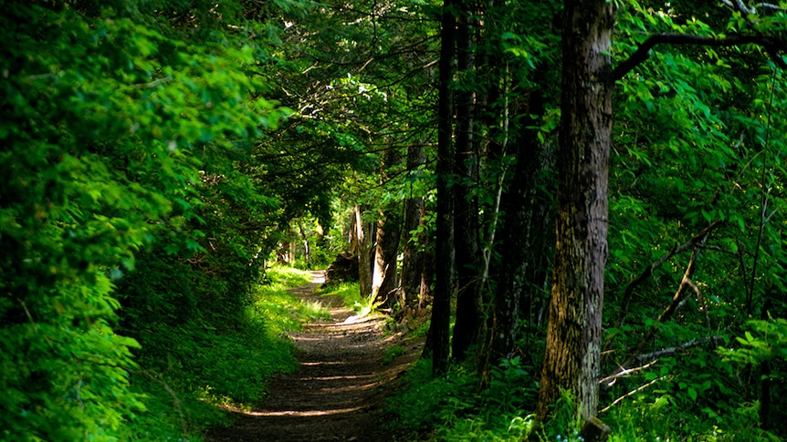 A view of a path through a green leafy forest.