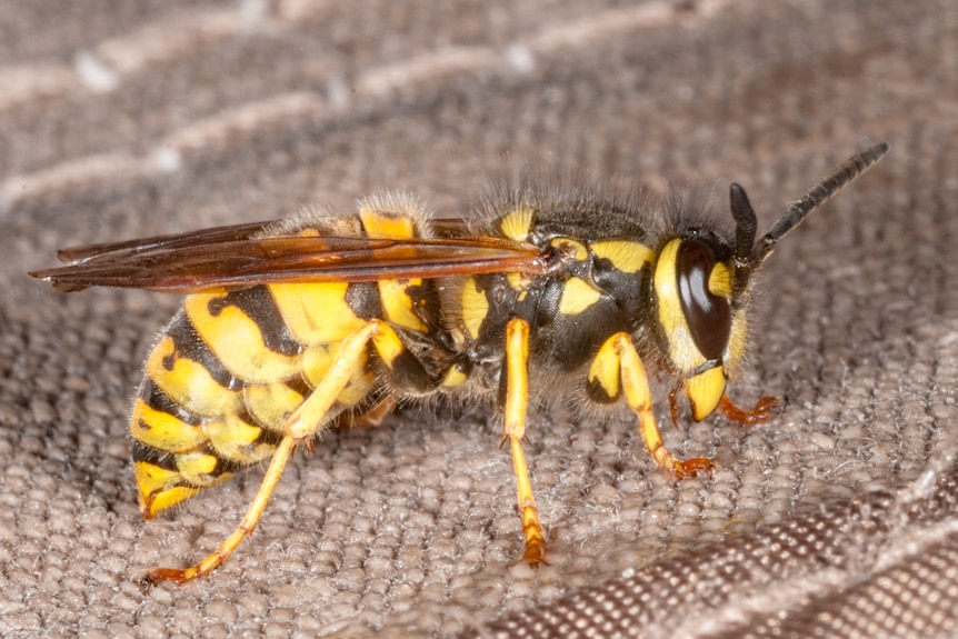European wasp on tent fabric.