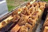 Manuka honeycomb