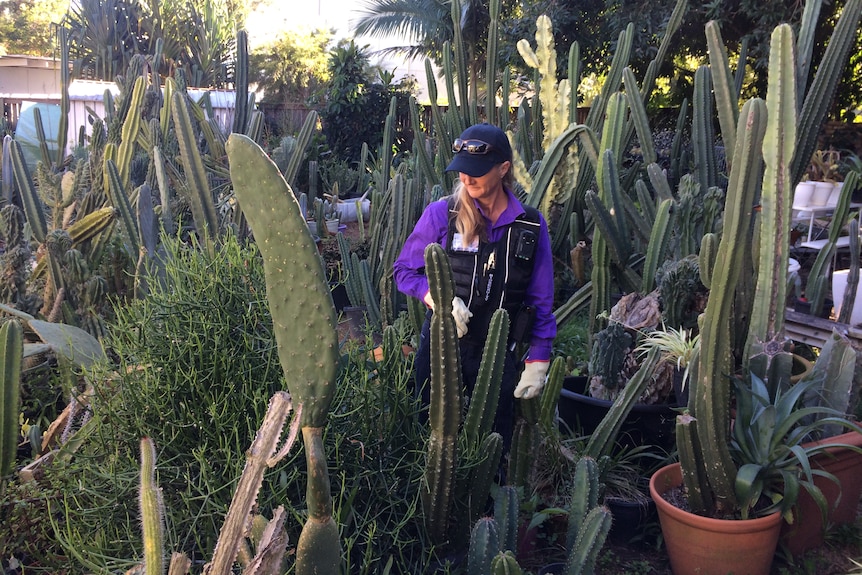 A woman wearing a cap, sunnies on top, purple shirt, overalls, gloves, walks between a mass of tall cactus plants in pots.