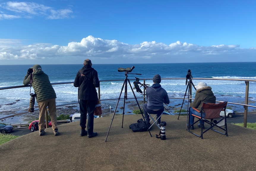A group of men on a headland looking through binoculars out towards the ocean.