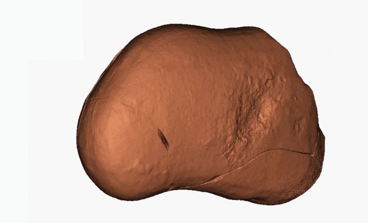 A computer-generated impression of a fish heart fossil. 