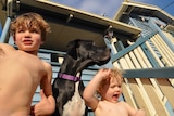 Children and a dog play in the sun.