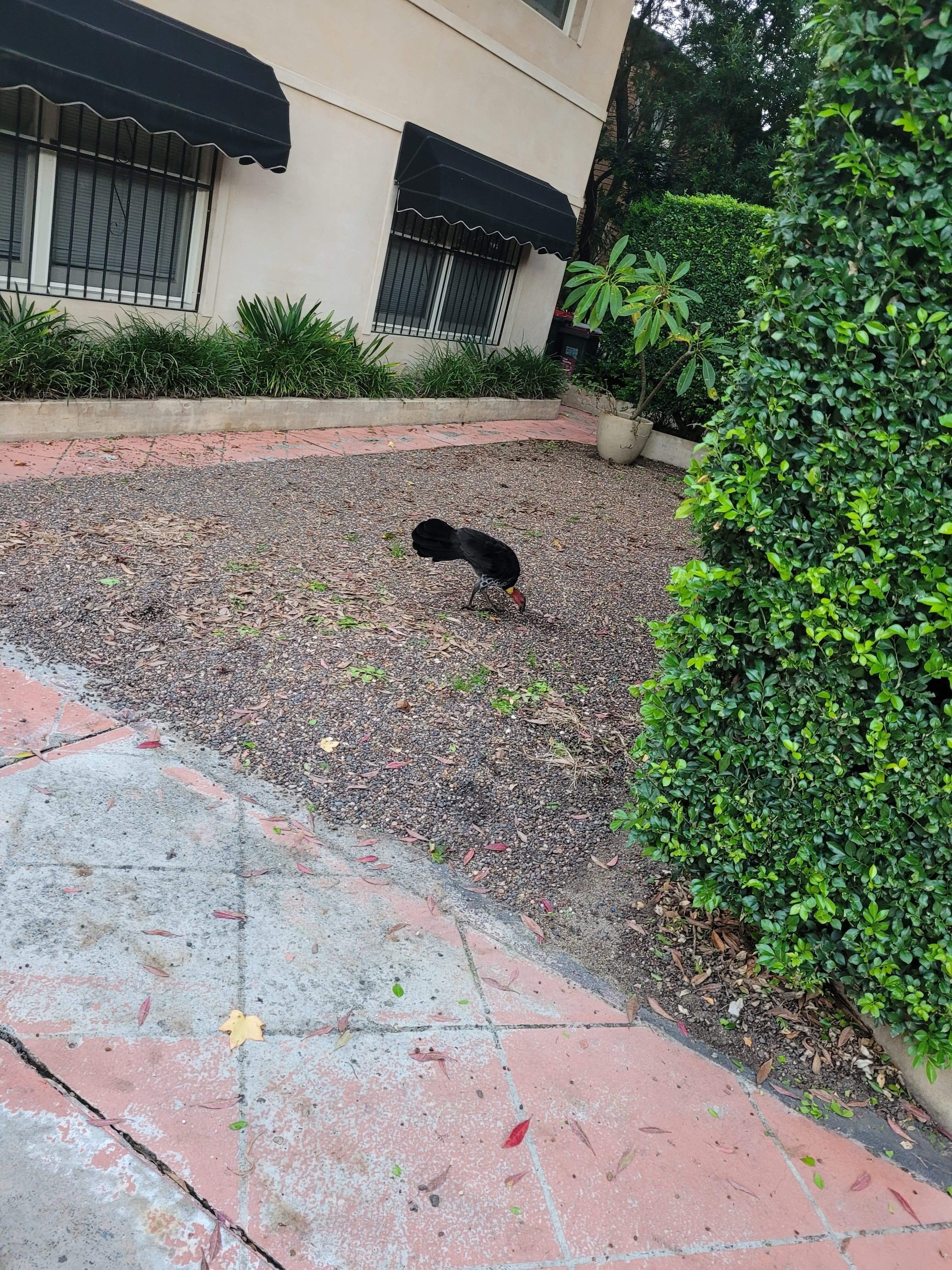A brush turkey spotted in Summer Hill in Sydney's inner-west.