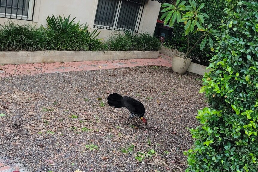 A brush turkey spotted in Summer Hill in Sydney's inner-west.