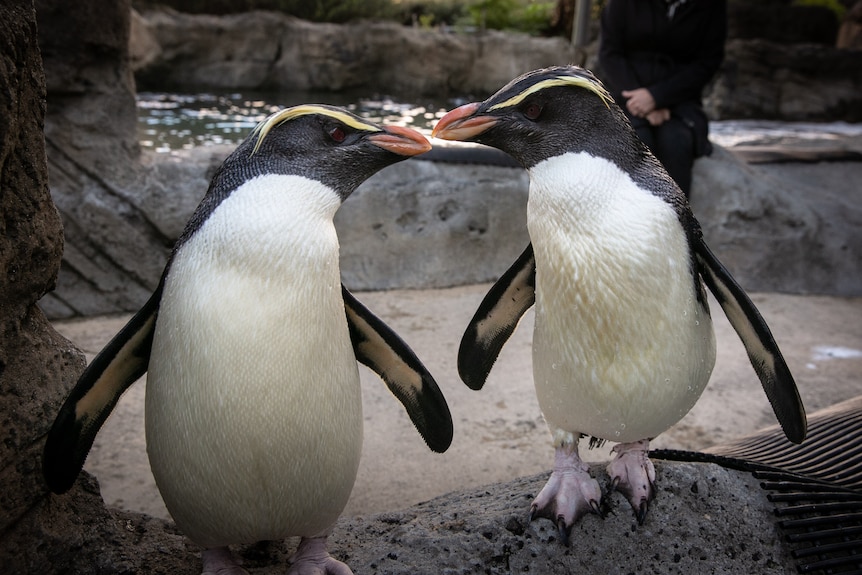 Two penguins side by side touching beaks