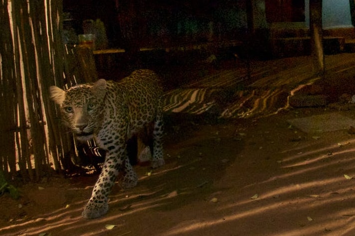 Leopards on the edge on Mumbai