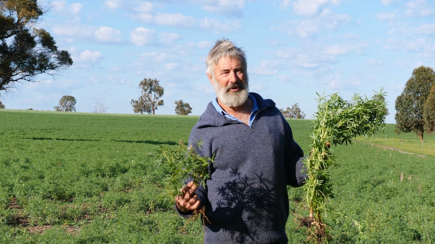 A farmer stands in a lupin field holding lupin plants.