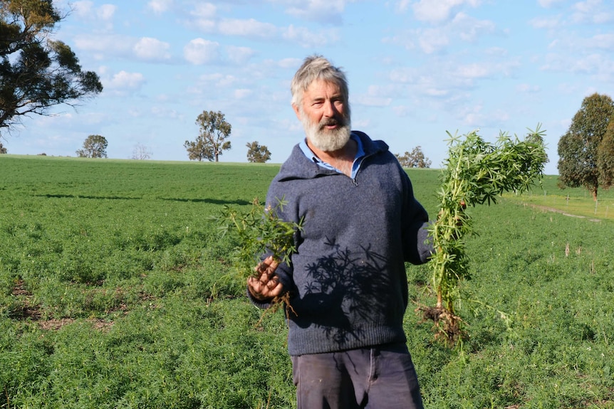 A farmer stands in a lupin field holding lupin plants.