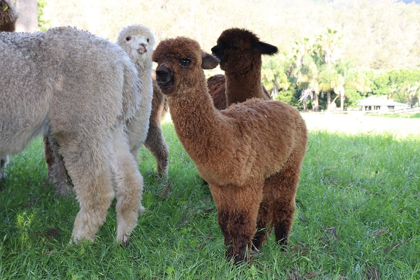Brown baby alpaca Charlotte stands with other alpacas at Mountview Alpaca Farm.