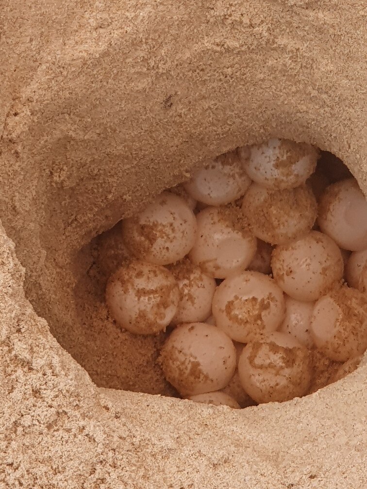 Green sea turtle eggs transported from Manly more than 500km to hatch