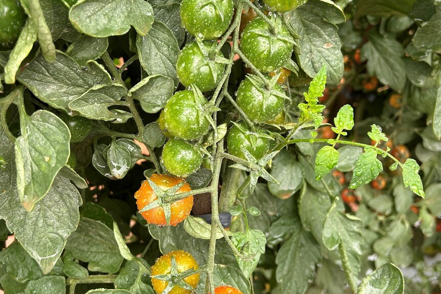 truss of cherry tomatoes ripening on bush