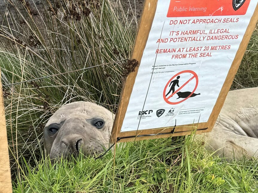 Young elephant seal in grassy scrubland next to a warning sign.