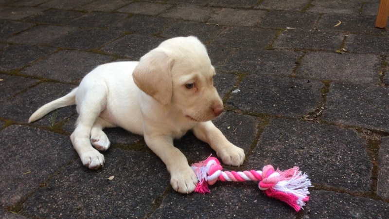 Sasha the puppy sits with a pink toy.