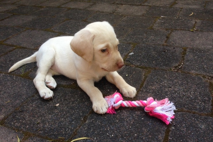 Sasha the puppy sits with a pink toy.
