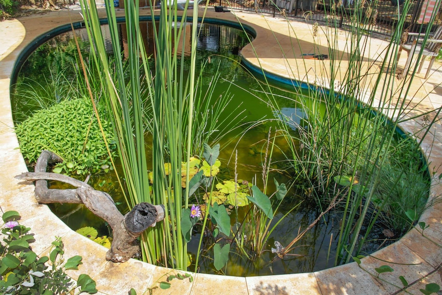 Ben's natural pool, full of reeds and waterlily's.