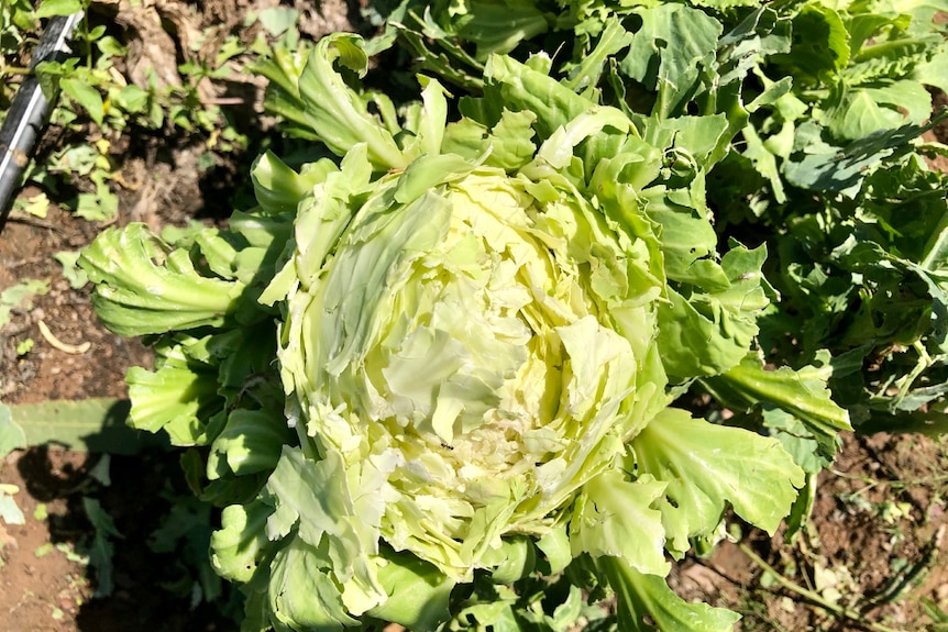 A cabbage that has the top torn out of it.