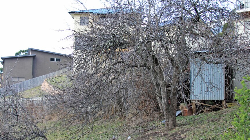 A large, bear fruit tree in winter