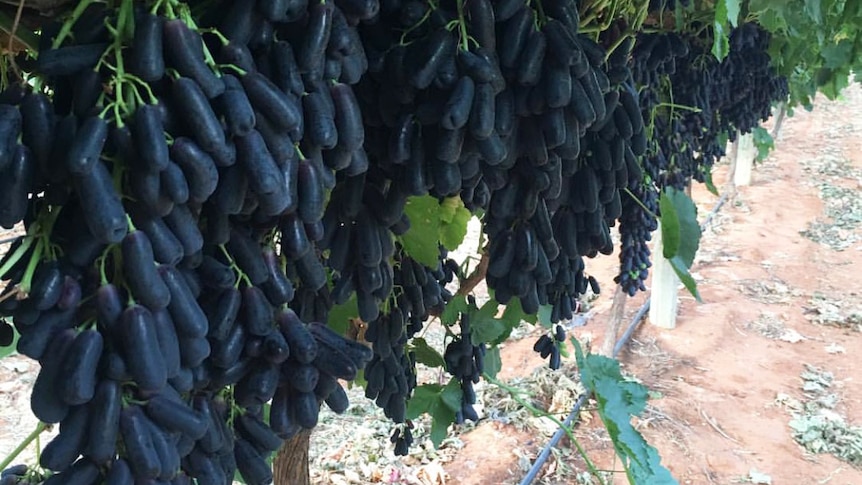 Purple Sweet Sapphire grapes hanging from a vine.