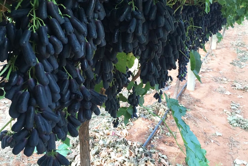 Purple Sweet Sapphire grapes hanging from a vine.