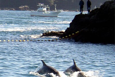 A Japanese fishing boat herds two Risso dolphins into Taiji cove where they will be sold to marine park owners, or slaughtered