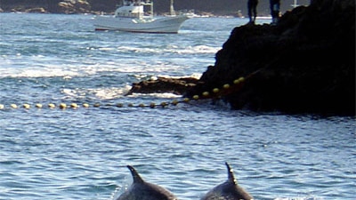 A Japanese fishing boat herds two Risso dolphins into Taiji cove where they will be sold to marine park owners, or slaughtered