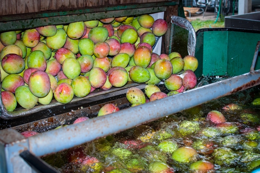 Mangoes in a packing shed at Mareeba, far north Queensland