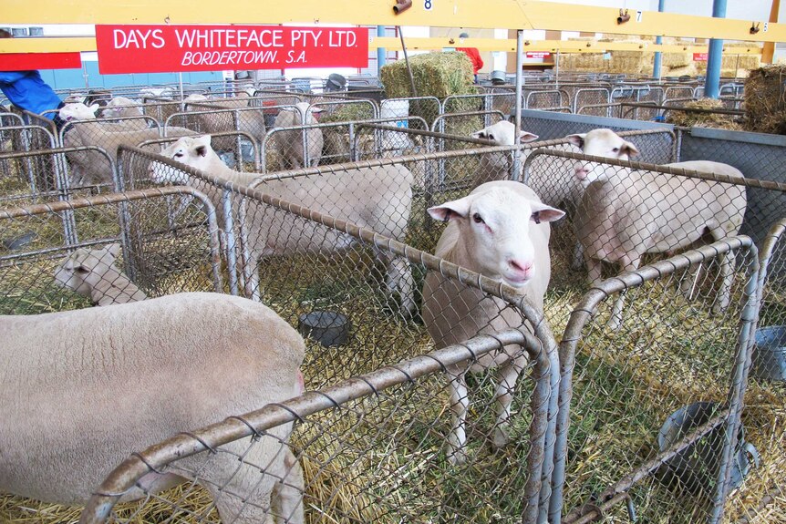 The Days also have their sheep at the Show