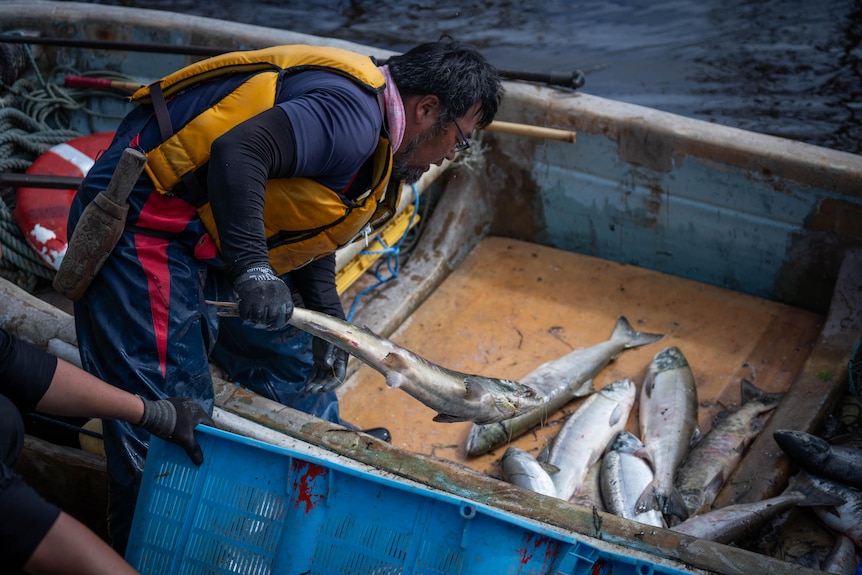 A man in a life vest throws salmon into a boat 