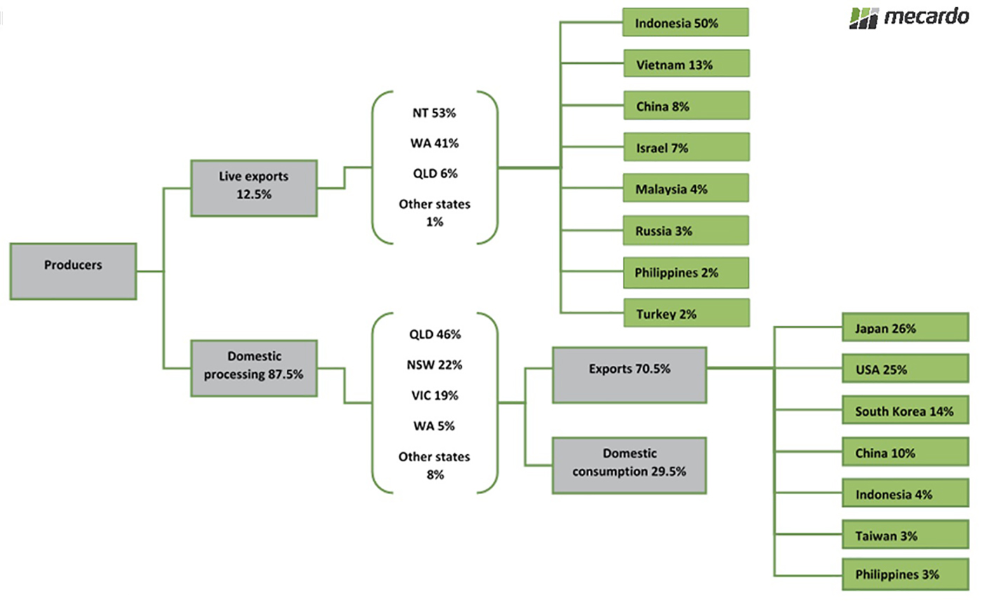 Graph of the Australian beef industry comparing the amount of cattle that are live exported and processed domestically.