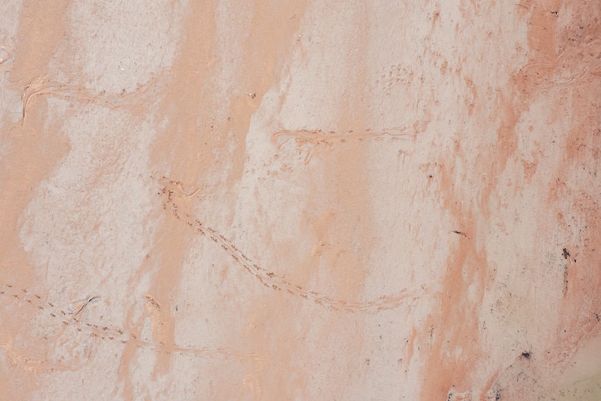 A drone shot of croc tracks on a sandbar.