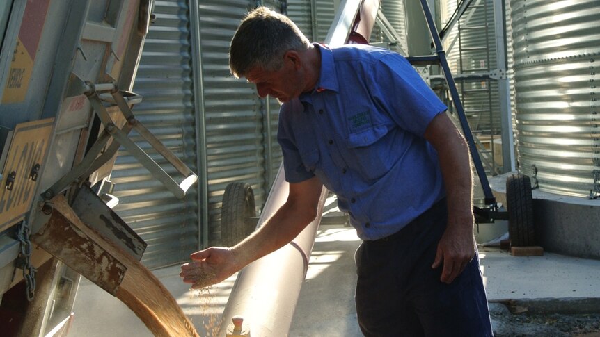 Man inspecting grain